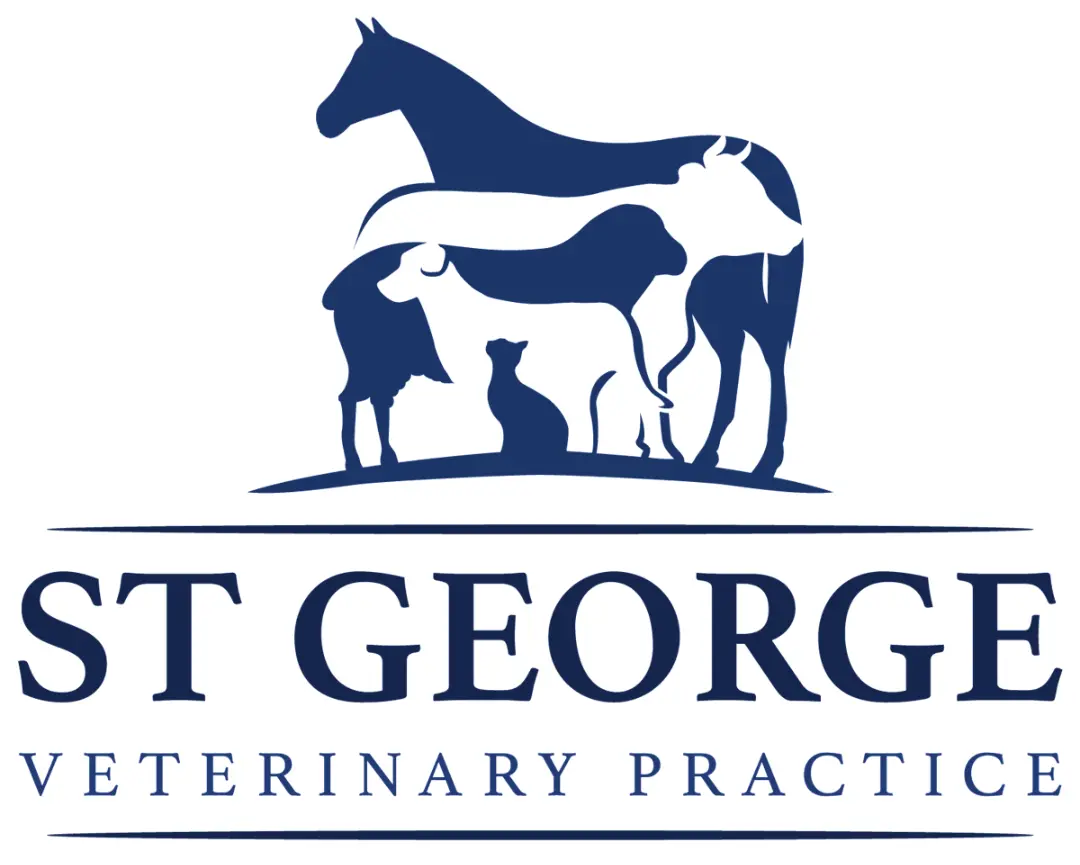 St-George-Veterinary-Practice (1)
